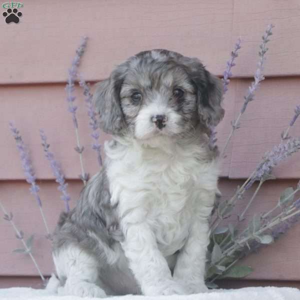 Shadow, Cavapoo Puppy